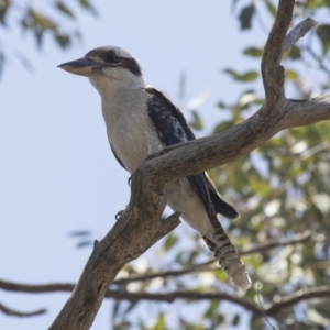 Dacelo novaeguineae at The Pinnacle - 20 Dec 2018 12:46 PM