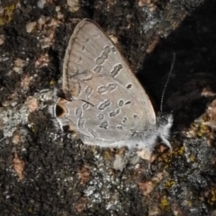 Acrodipsas aurata (Golden Ant-blue) at Mount Painter - 17 Dec 2018 by JohnBundock