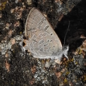 Acrodipsas aurata at Cook, ACT - suppressed