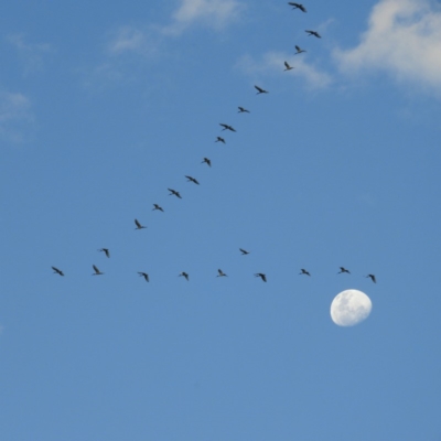 Threskiornis molucca (Australian White Ibis) at Mount Ainslie to Black Mountain - 19 Dec 2018 by MatthewFrawley