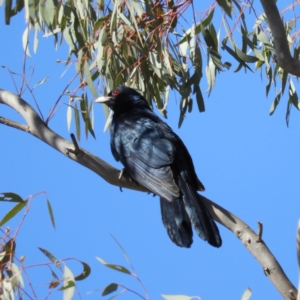 Eudynamys orientalis at Kambah, ACT - 20 Dec 2018 09:06 AM