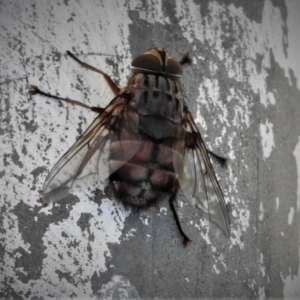 Rutilia (Rutilia) sp. (genus & subgenus) at Dunlop, ACT - 17 Dec 2018