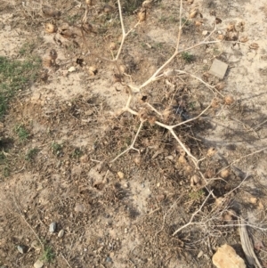 Datura stramonium at Macgregor, ACT - 4 Nov 2018 04:49 PM