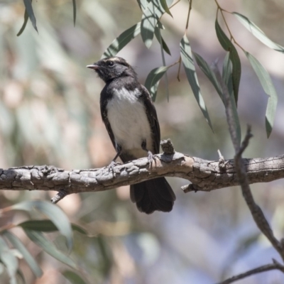 Rhipidura leucophrys (Willie Wagtail) at The Pinnacle - 20 Dec 2018 by AlisonMilton