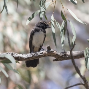 Rhipidura leucophrys at Weetangera, ACT - 20 Dec 2018 01:28 PM