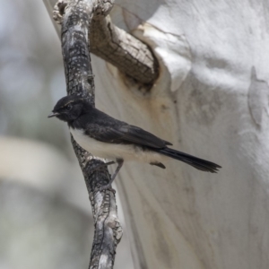 Rhipidura leucophrys at Weetangera, ACT - 20 Dec 2018 01:28 PM