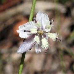 Arthropodium milleflorum (Vanilla Lily) at Cotter River, ACT - 18 Dec 2018 by JohnBundock