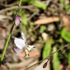 Arthropodium milleflorum at Cotter River, ACT - 18 Dec 2018