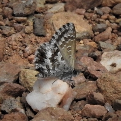 Neolucia hobartensis (Montane Heath-blue) at Cotter River, ACT - 18 Dec 2018 by JohnBundock