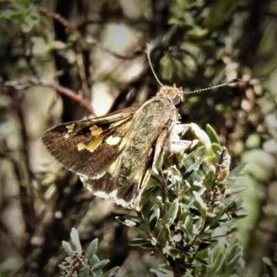 Trapezites phigalioides (Montane Ochre) at Cotter River, ACT - 18 Dec 2018 by JohnBundock