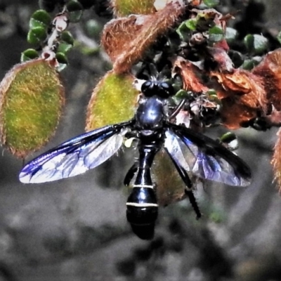 Daptolestes limbipennis (Robber fly) at Namadgi National Park - 18 Dec 2018 by JohnBundock