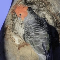 Callocephalon fimbriatum (Gang-gang Cockatoo) at Deakin, ACT - 17 Dec 2018 by JonSteinbeck