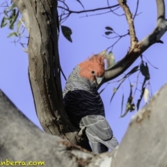 Callocephalon fimbriatum at Deakin, ACT - 17 Dec 2018