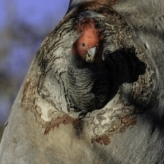 Callocephalon fimbriatum at Deakin, ACT - suppressed