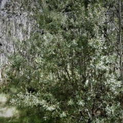 Persoonia subvelutina at Cotter River, ACT - 18 Dec 2018