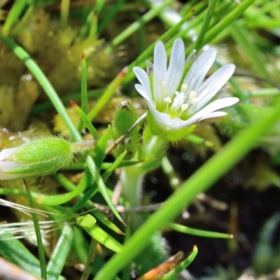 Cerastium vulgare (Mouse Ear Chickweed) at Bolaro, NSW - 28 Nov 2017 by DavidMcKay