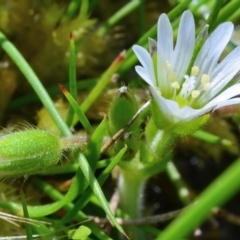 Cerastium vulgare at Bolaro, NSW - 28 Nov 2017