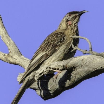 Anthochaera carunculata (Red Wattlebird) at Red Hill Nature Reserve - 16 Dec 2018 by BIrdsinCanberra