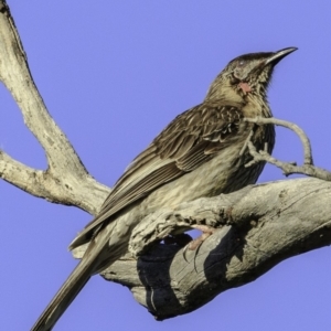 Anthochaera carunculata at Deakin, ACT - 17 Dec 2018 07:38 AM