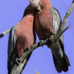 Eolophus roseicapilla (Galah) at Deakin, ACT - 17 Dec 2018 by JonSteinbeck