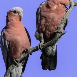 Eolophus roseicapilla at Deakin, ACT - 17 Dec 2018