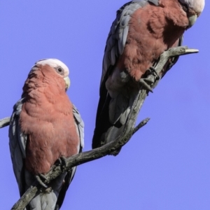 Eolophus roseicapilla at Deakin, ACT - 17 Dec 2018