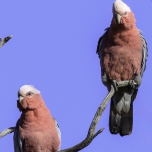 Eolophus roseicapilla at Deakin, ACT - 17 Dec 2018