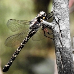 Austroaeschna atrata (Mountain Darner) at Cotter River, ACT - 18 Dec 2018 by JohnBundock