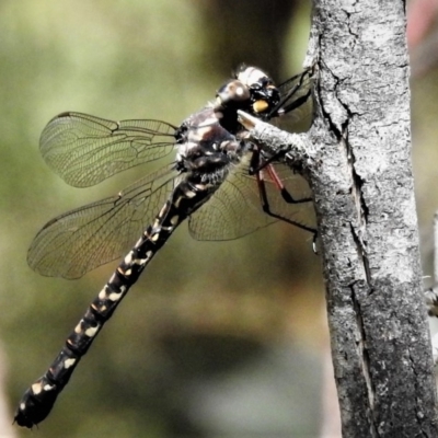 Austroaeschna atrata (Mountain Darner) at Cotter River, ACT - 18 Dec 2018 by JohnBundock