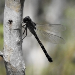 Austroaeschna atrata at Cotter River, ACT - 18 Dec 2018 02:20 PM