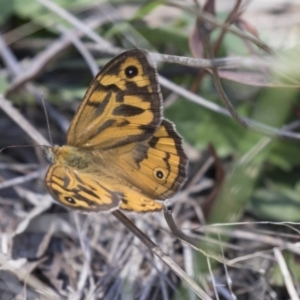 Heteronympha merope at Dunlop, ACT - 20 Dec 2018