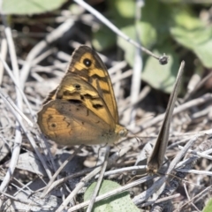 Heteronympha merope at Dunlop, ACT - 20 Dec 2018