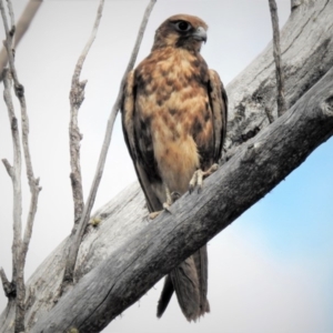 Falco berigora at Cotter River, ACT - 18 Dec 2018