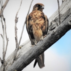 Falco berigora (Brown Falcon) at Cotter River, ACT - 18 Dec 2018 by JohnBundock