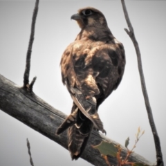 Falco berigora at Cotter River, ACT - 18 Dec 2018