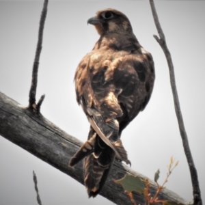 Falco berigora at Cotter River, ACT - 18 Dec 2018