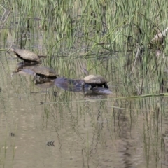 Chelodina longicollis (Eastern Long-necked Turtle) at The Pinnacle - 20 Dec 2018 by AlisonMilton