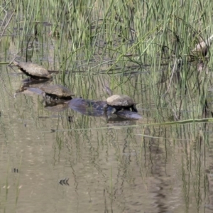 Chelodina longicollis at Dunlop, ACT - 20 Dec 2018