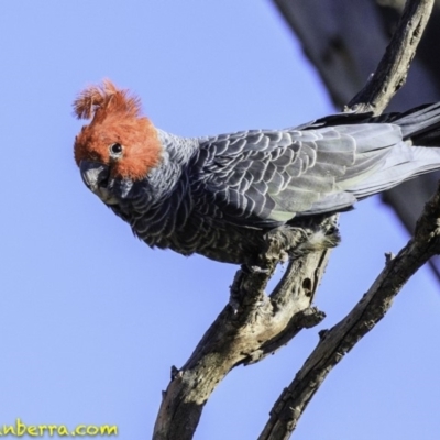 Callocephalon fimbriatum (Gang-gang Cockatoo) at Red Hill Nature Reserve - 16 Dec 2018 by BIrdsinCanberra