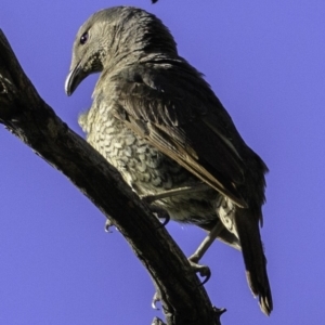 Ptilonorhynchus violaceus at Deakin, ACT - 17 Dec 2018