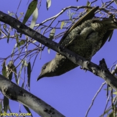 Ptilonorhynchus violaceus at Deakin, ACT - 17 Dec 2018