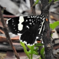 Idalima affinis (A day flying moth) at Cotter River, ACT - 19 Dec 2018 by JohnBundock