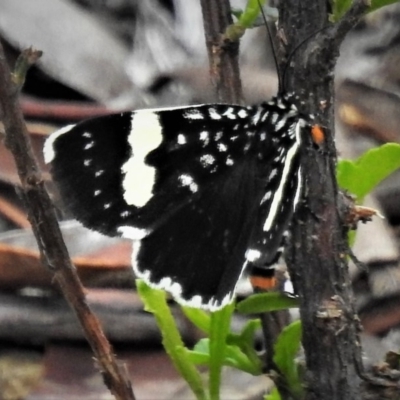 Idalima affinis (A day flying moth) at Cotter River, ACT - 18 Dec 2018 by JohnBundock