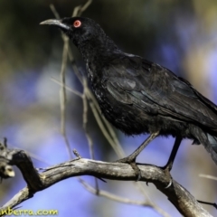 Corcorax melanorhamphos (White-winged Chough) at Red Hill Nature Reserve - 16 Dec 2018 by BIrdsinCanberra