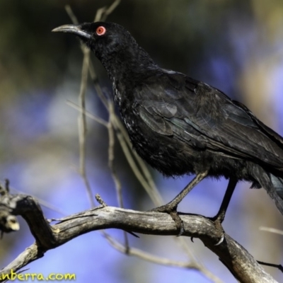 Corcorax melanorhamphos (White-winged Chough) at Red Hill Nature Reserve - 16 Dec 2018 by BIrdsinCanberra