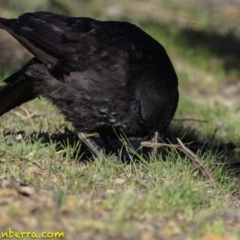 Corcorax melanorhamphos at Deakin, ACT - 17 Dec 2018 08:10 AM