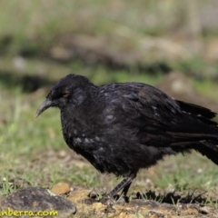 Corcorax melanorhamphos at Deakin, ACT - 17 Dec 2018