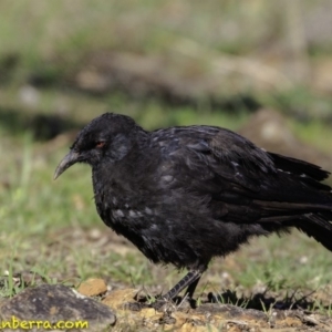 Corcorax melanorhamphos at Deakin, ACT - 17 Dec 2018 08:10 AM