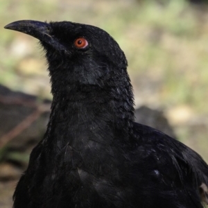 Corcorax melanorhamphos at Deakin, ACT - 17 Dec 2018