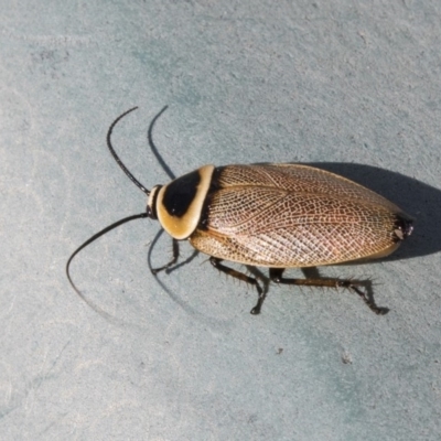 Ellipsidion australe (Austral Ellipsidion cockroach) at Weetangera, ACT - 20 Dec 2018 by Alison Milton